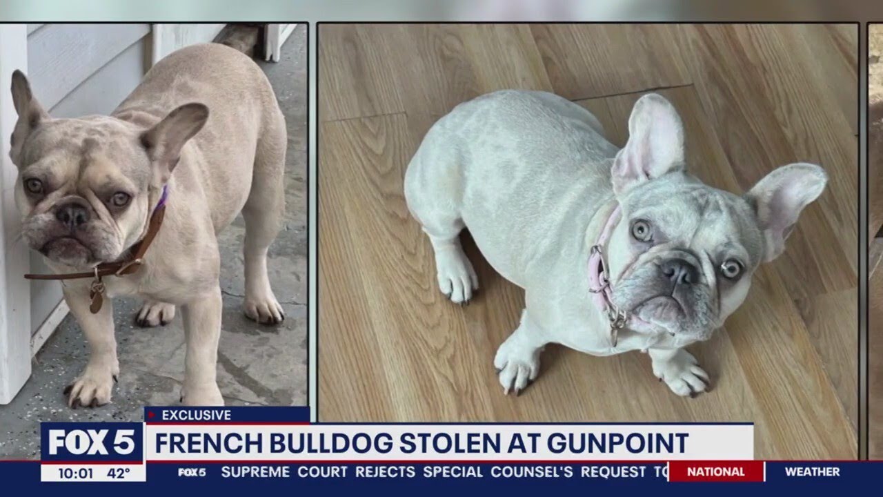 Another French bulldog stolen at gunpoint in DC