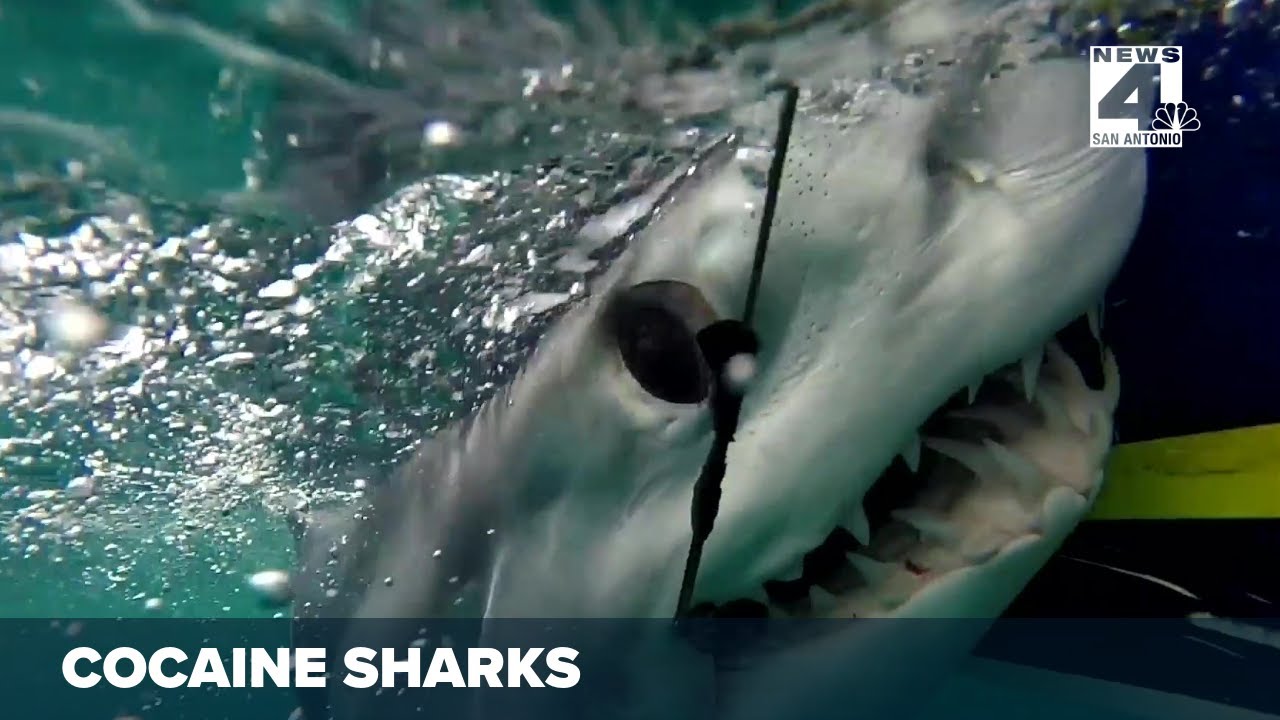 Cocaine sharks worry Texas conservationists