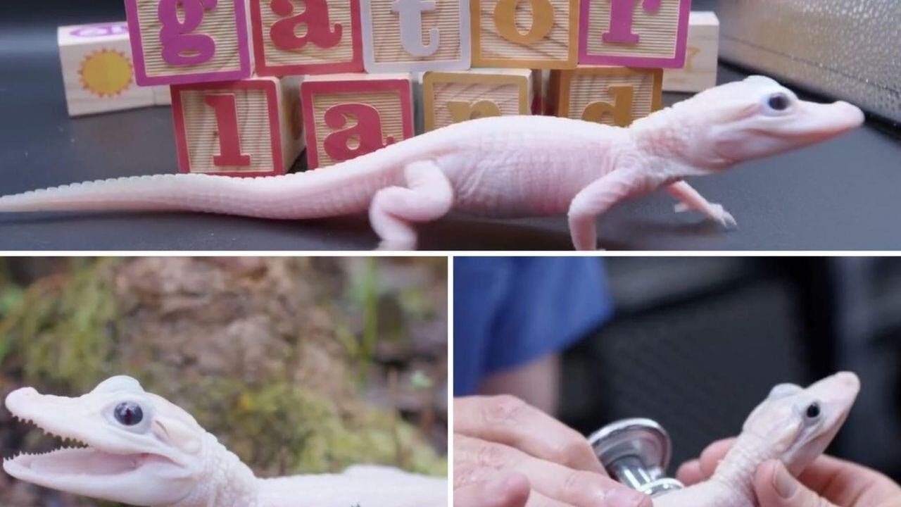 WATCH: Rare leucistic alligator born at Gatorland in Florida 'one of only eight in the world'