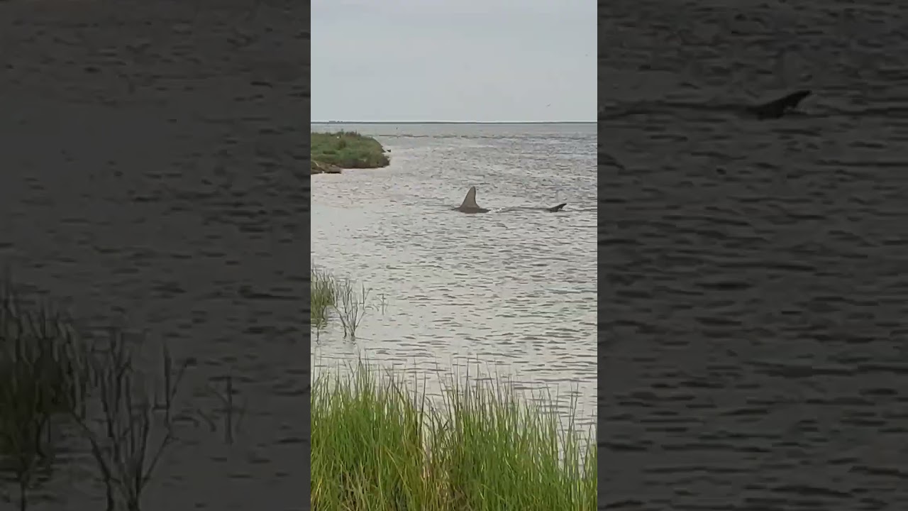 Hammerhead shark seen swimming in shallow water in Galveston County