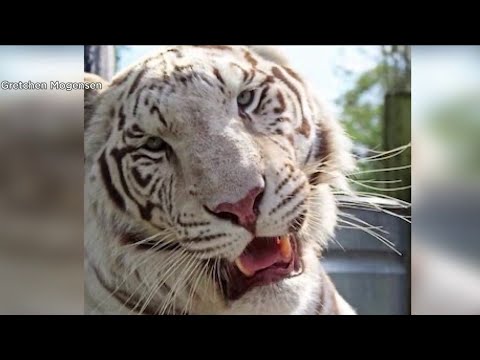 Tiger euthanized, 95 animals seized during Natural Bridge Zoo investigation