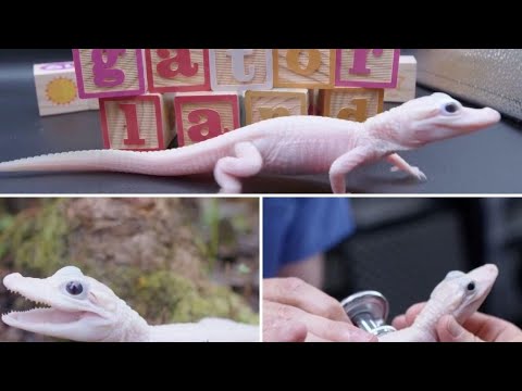 WATCH: Rare leucistic alligator born at Gatorland in Florida 'one of only eight in the world'