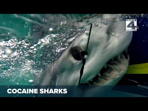 Cocaine sharks worry Texas conservationists