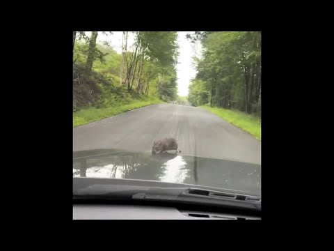 Rat catches a ride to Upstate, NY on hood of car