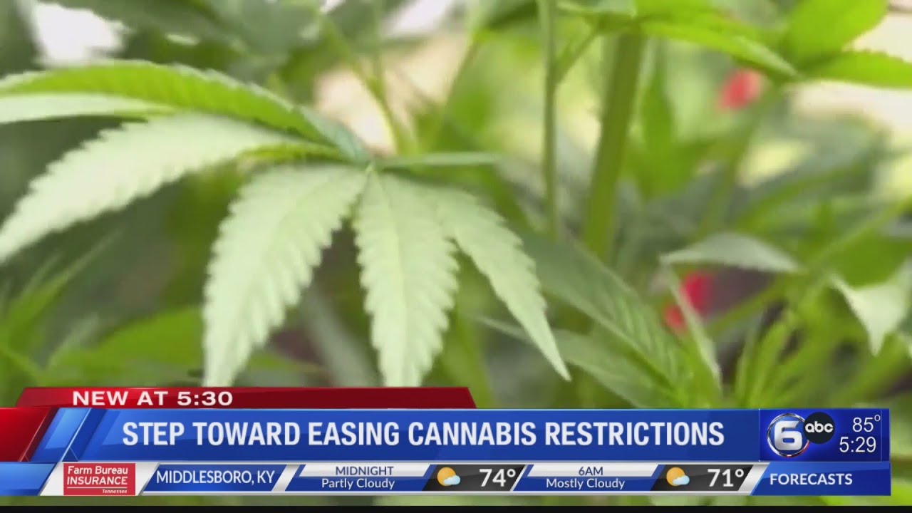 Step toward easing cannabis restrictions