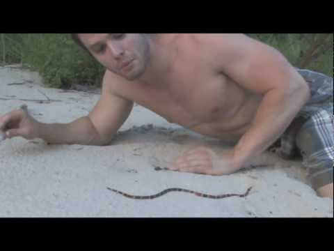 Texas Coral Snake