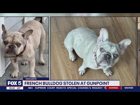 Another French bulldog stolen at gunpoint in DC