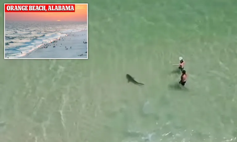 tiktok Video Of Giant Shark Hunting Near Shore In Orange Beach Going Viral