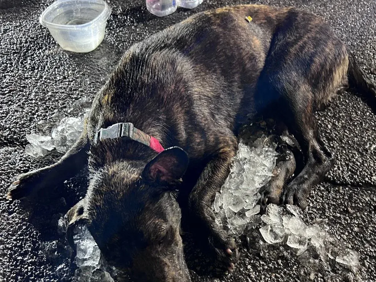 3 dogs die from the heat because they were locked in an abandoned SUV