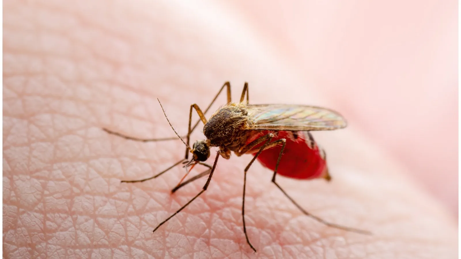 A young girl in Alabama died as a result of a mosquito bite