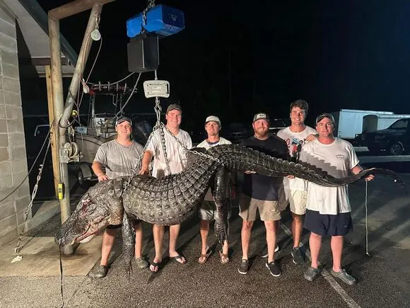 Giant alligator caught by men in Alabama