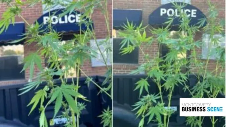 Hartford Police Department's made light of an encounter with a marijuana plant creating social media buzz