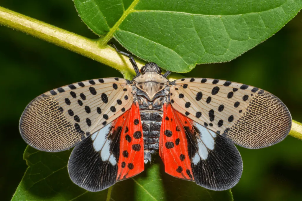 Kill This Highly Invasive Insect Immediately if You Spot It in New York