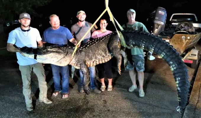 Massive alligator caught in Mobile Bay, Alabama