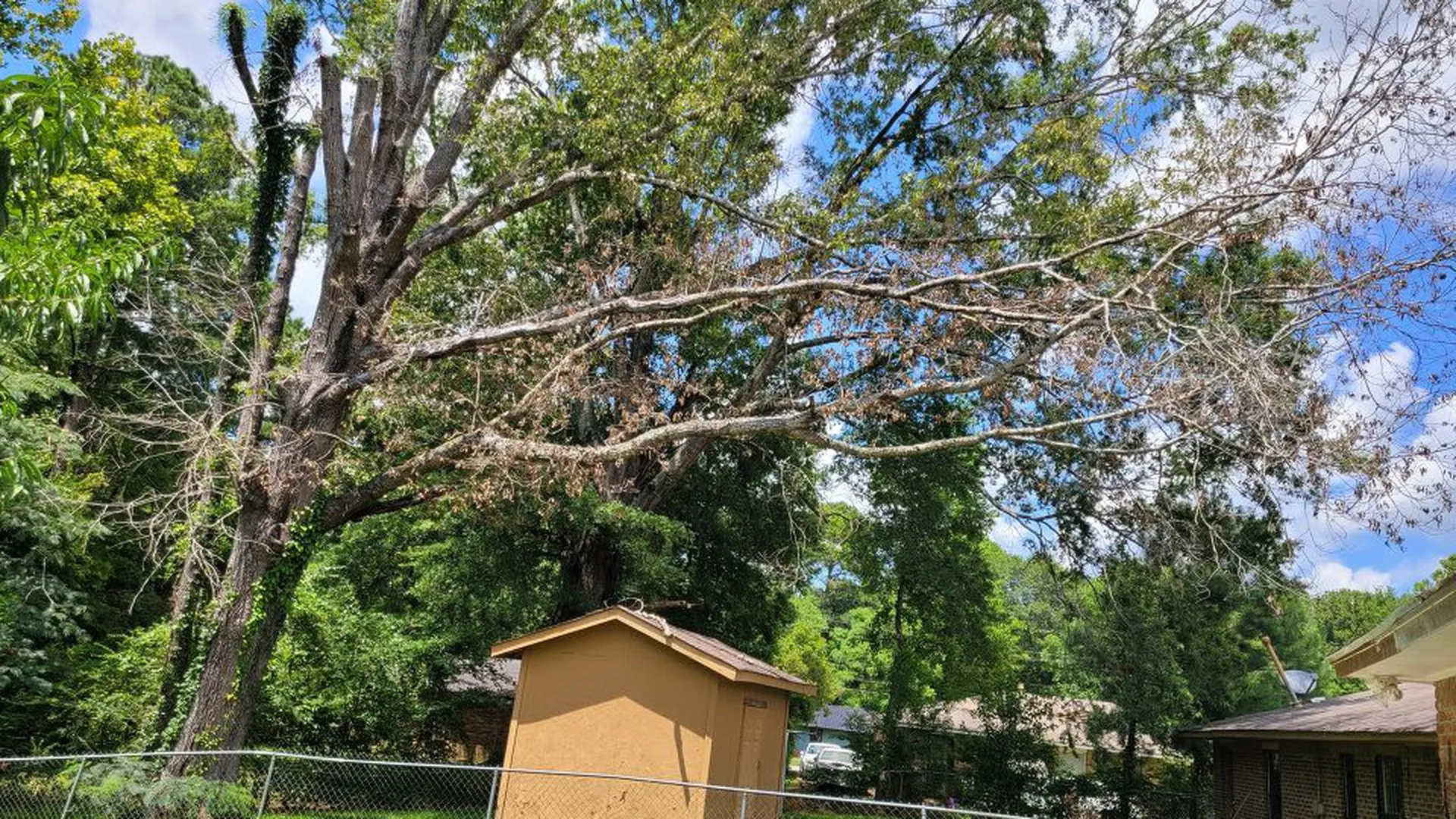 Montgomery woman fears dead tree on neighboring property could damage home