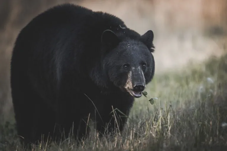 New York State Reports a Bear Attack