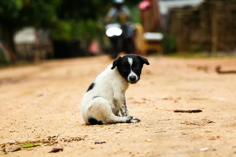 a sad puppy Photo by jovin kallis on Unsplash