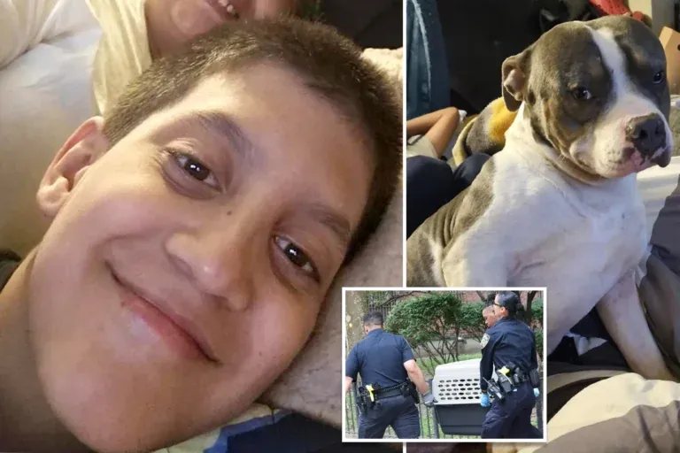 11-year-old boy experiences terrifying attack by aunt's therapy dog inside NYC apartment: ‘Never seen such a thing’