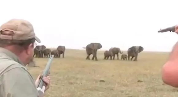 Resurfaced footage shows a pair of hunters being chased by elephants after shooting a member of the herd.
