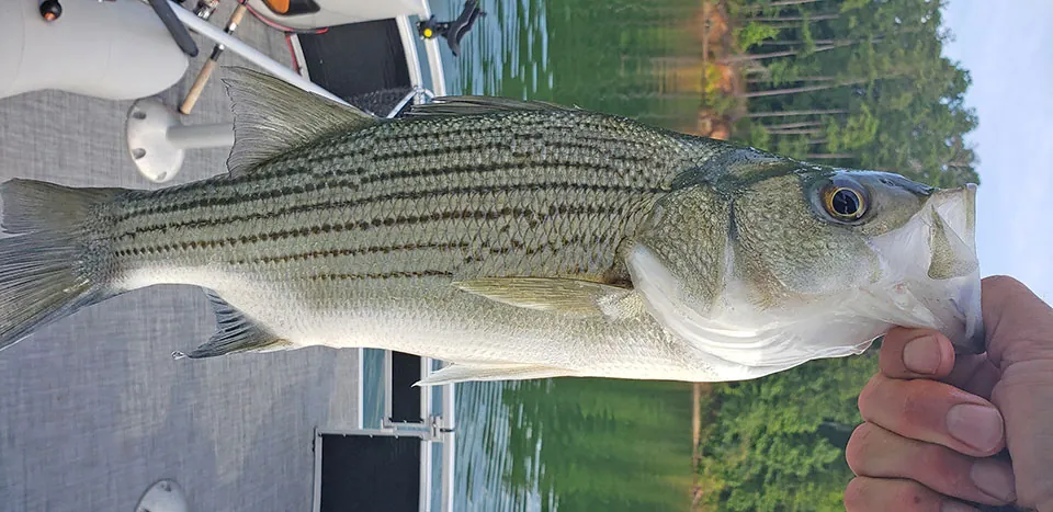 15 Amazing Fish Living in Lake Allatoona Unveiled