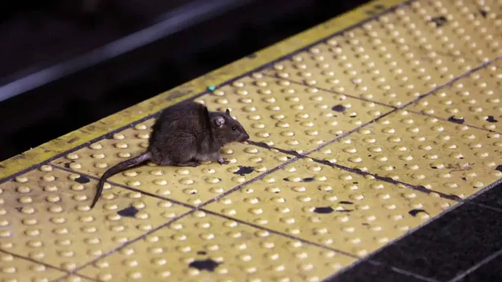 A rat crosses a Times Square subway platform in New York City