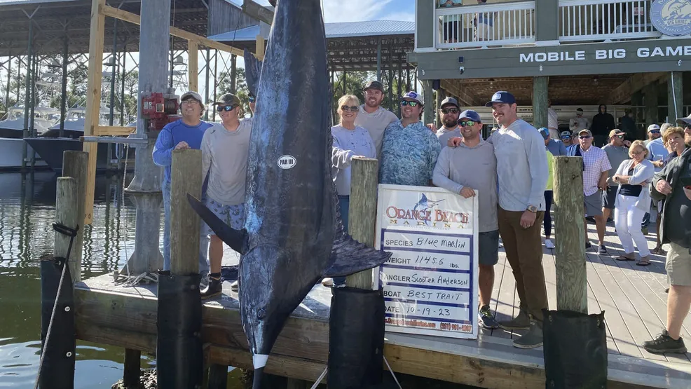 Alabama fishermen potentially shatter state record with 1,145-pound blue marlin catch