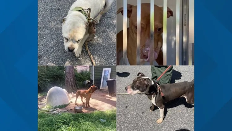 Authorities seize 31 dogs in a dog fighting investigation