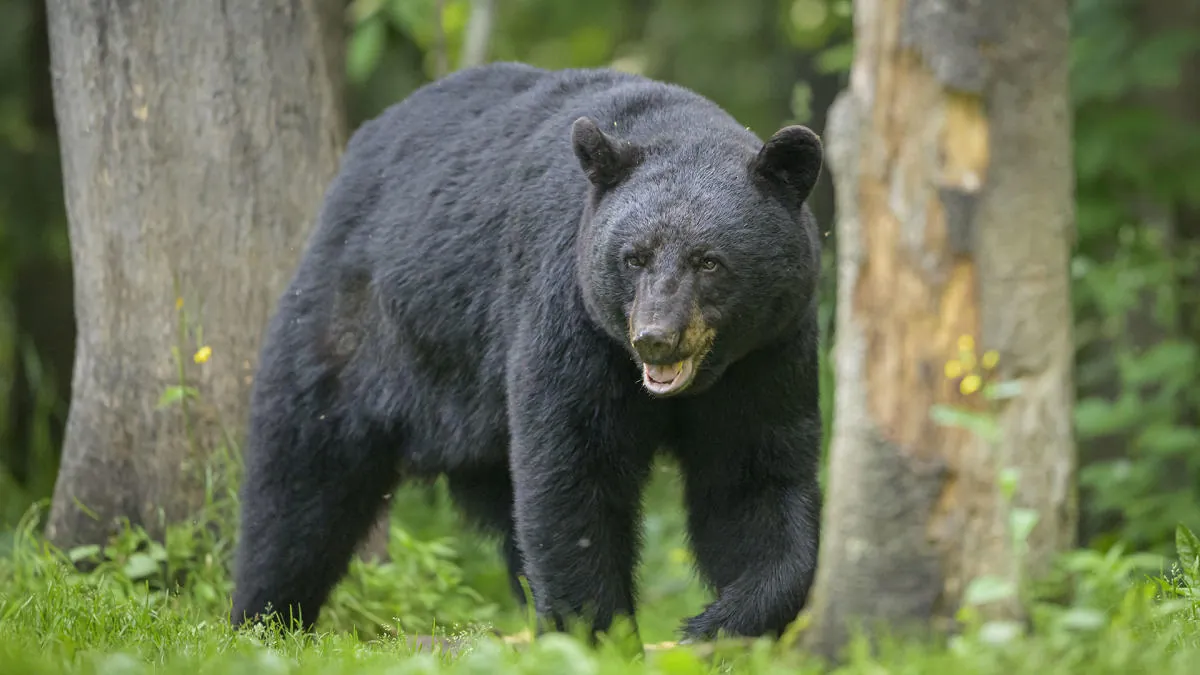 Colorado mother bear killed after attacking two boys