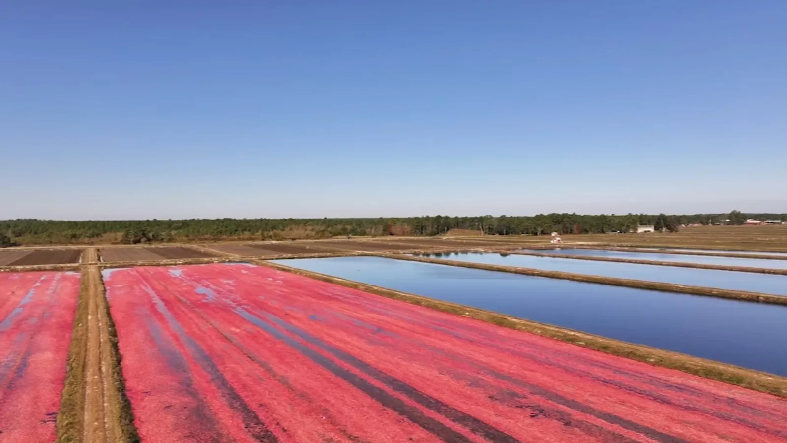 Commencement of cranberry harvest in the pine barrens of New Jersey