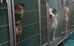 New York City Animal Care Centers closed dog surrenders due to capacity