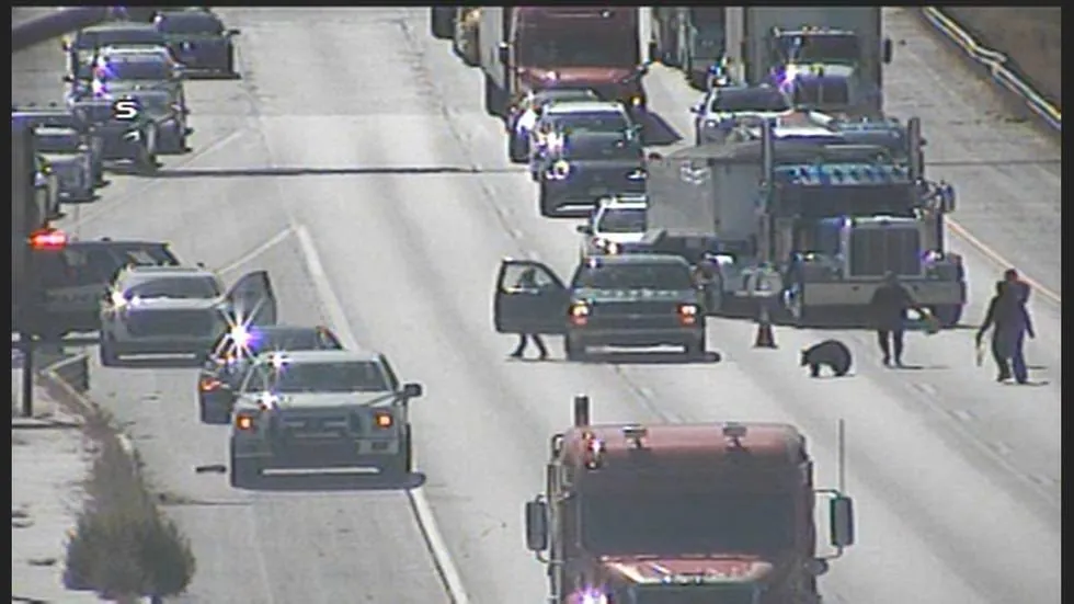 On I-25 in Colorado Springs, traffic was stopped for a bear on Monday.