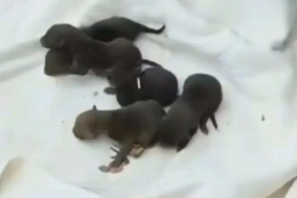 The eight pups were actually eight baby foxes with dark red fur!

