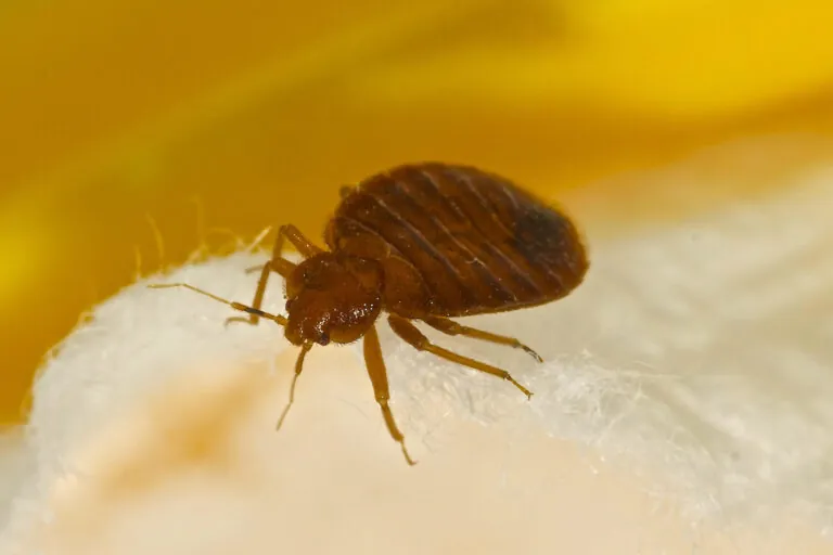 Two Iowa Cities Crawl Onto the List of Worst Cities For Bed Bugs