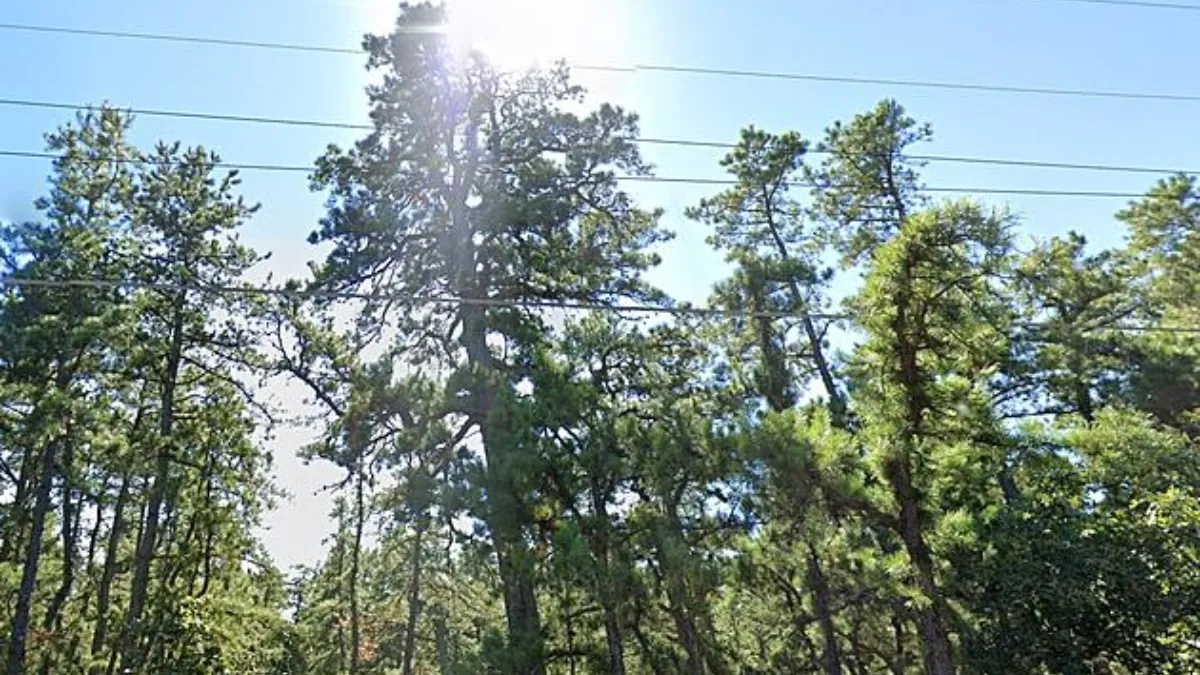 How Scary Is California's Haunted Forest?