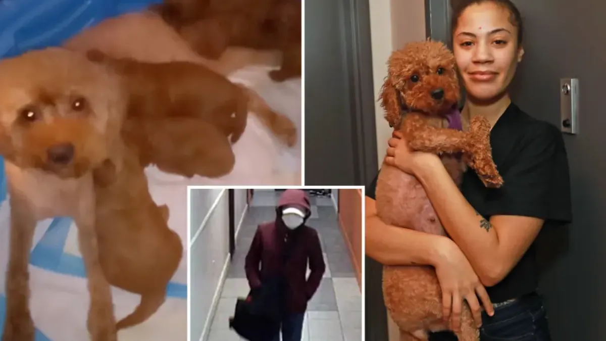 NYC family distraught after burglars snatch six teacup poodle puppies ‘Everyone wanted one for Christmas’