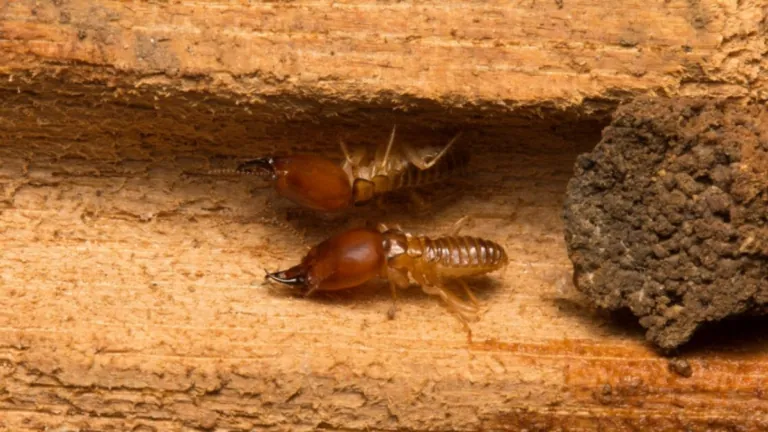 This Florida city is one of the most termite-infested in the US.