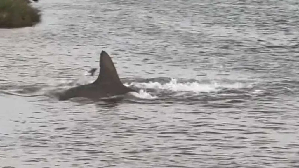 Galveston County Shallow Waters Hammerhead Shark Sighting