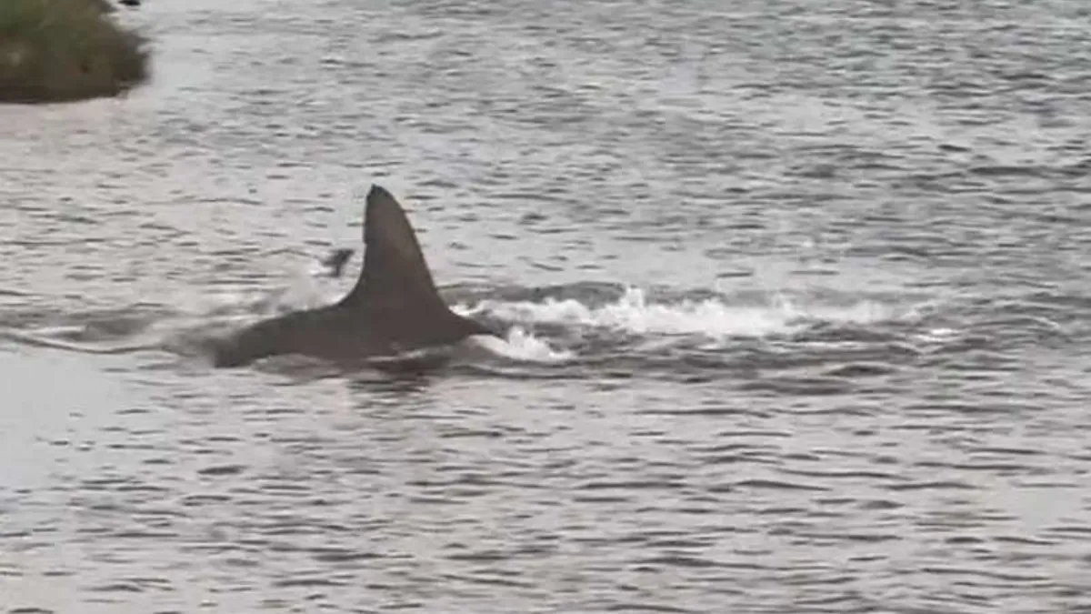 Galveston County Shallow Waters Hammerhead Shark Sighting