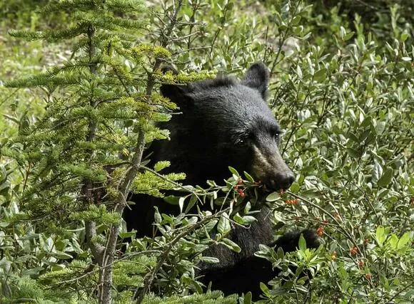 A Study of the Haunted Forest's Ecology
