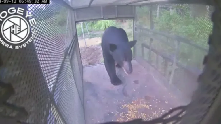 Bears spotted swimming across the Mississippi River for new territory