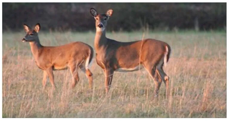 Florida Police Enforcing Patrols at Georgia Line to Catch Deer Hunters