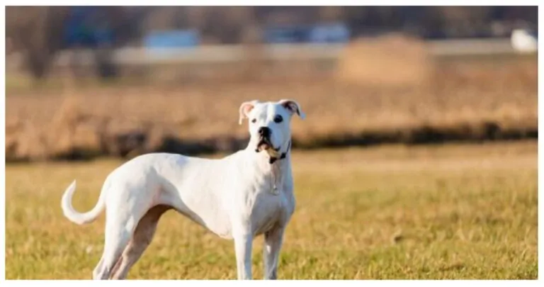 Four Individuals Face Charges for Starving Dog to Death