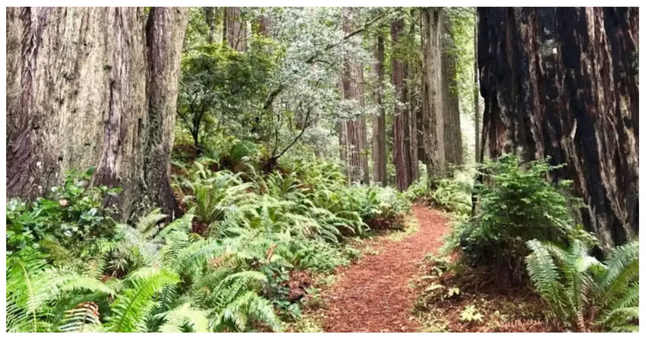 Bill proposes Renaming Redwood Trail to Pay Tribute to Late Senator Dianne Feinstein