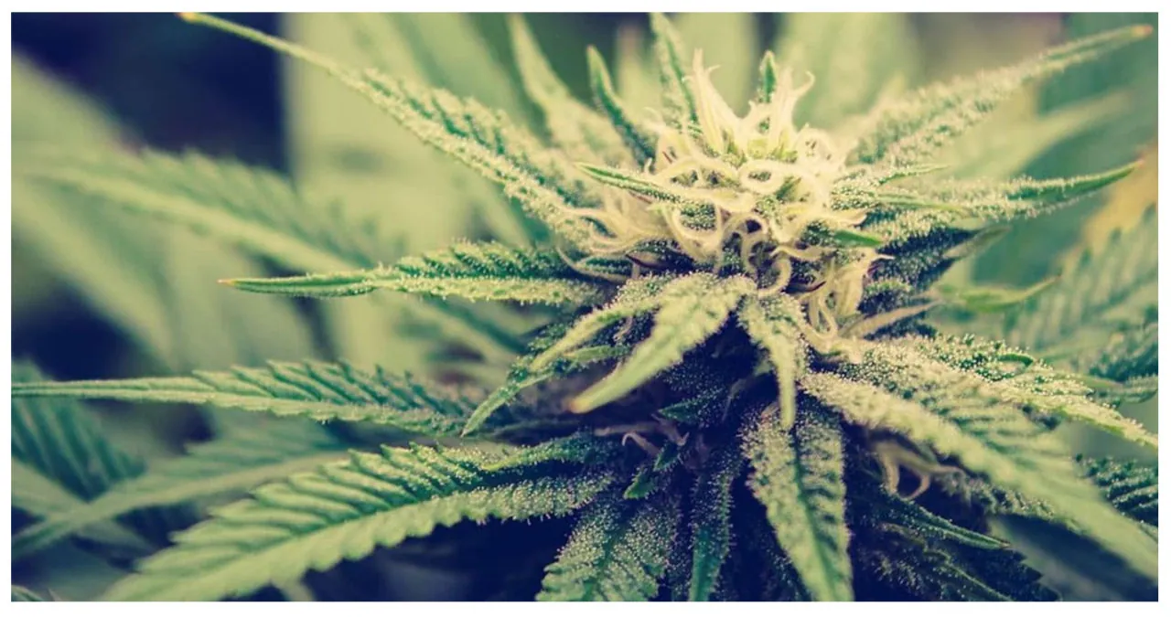South Dakota’s Top Cannabis Haven Revealed