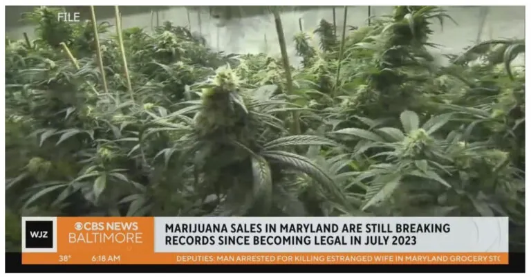 Marijuana Sales In Maryland Doubled Following Legalization For Recreational Use