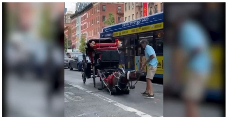 Court appearance scheduled for handler involved in viral video of carriage horse