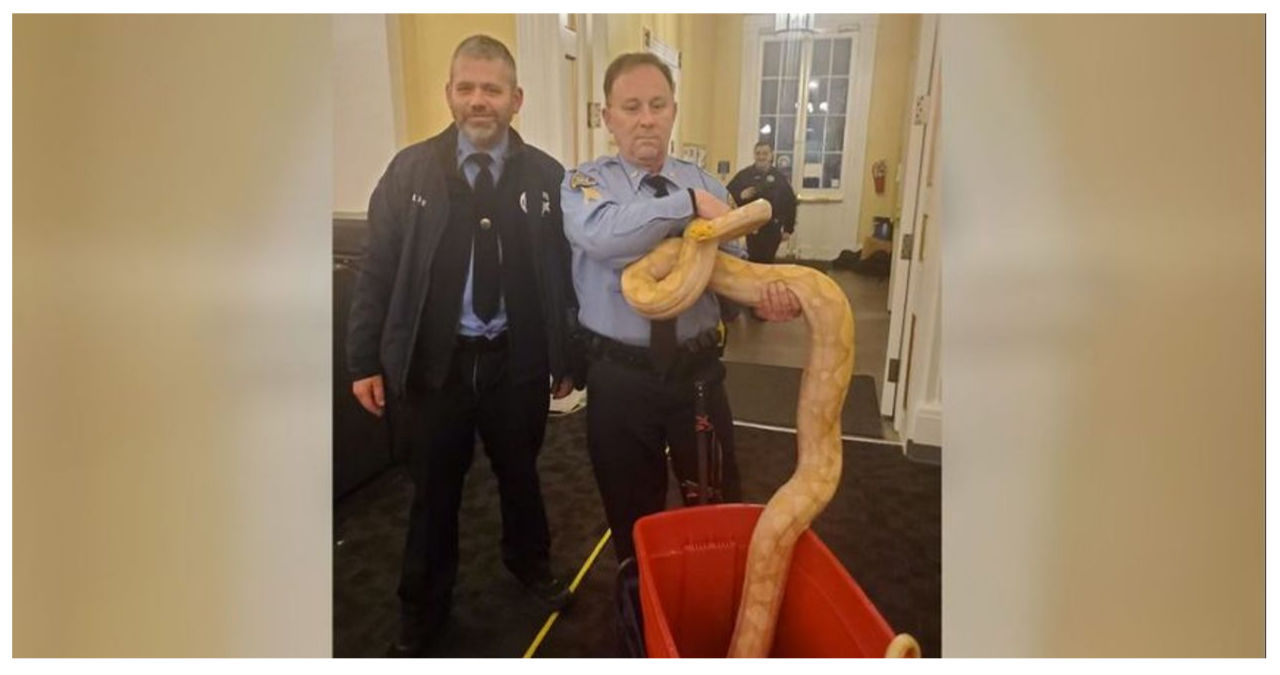 French Quarter snake confiscated by New Orleans Police officers
