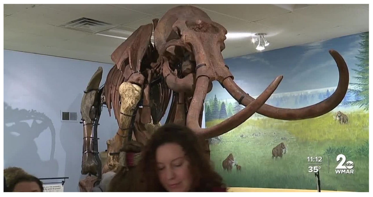 Maryland presents its first mammoth fossil exhibit