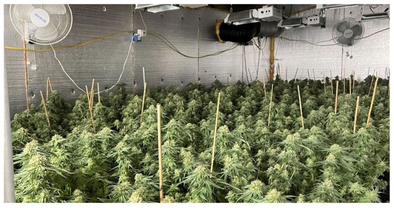 Maine police seize 4,700 marijuana plants and arrest 3 people