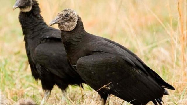 Illinois Farm Bureau takes steps to assist farmers in addressing black vulture issues